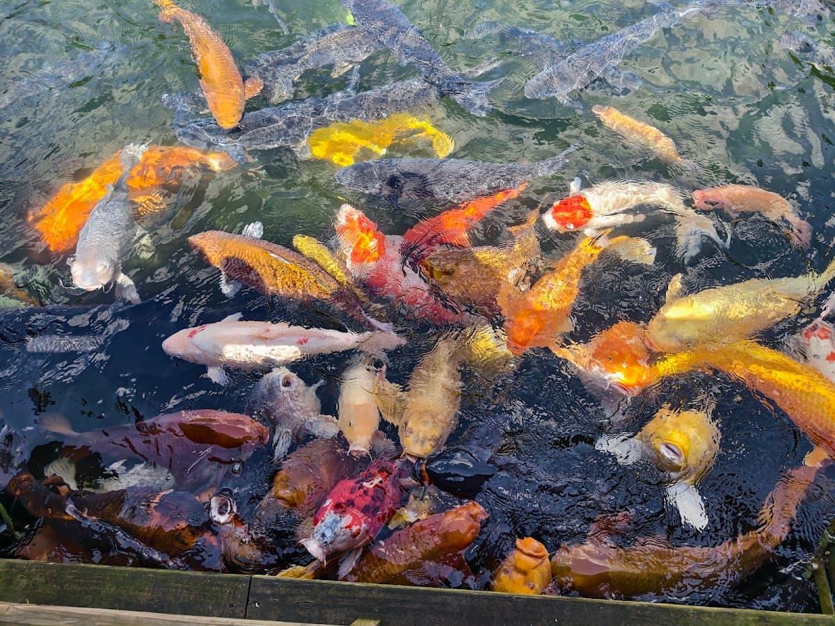 壹等賞「觀景茶園」 照片 10