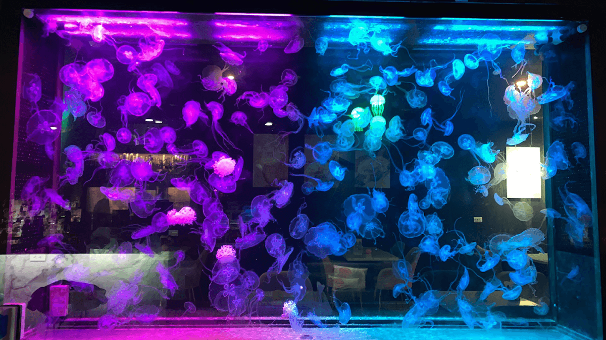 Jellyfish Bistro&Bar 桃園水母餐酒館 照片 4